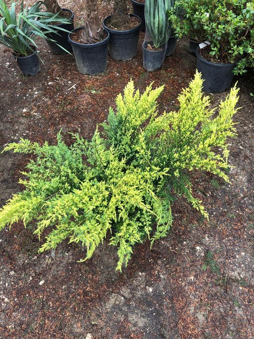 Ienupar tarator, tuia globosa, thuja smaragd,  columnaris, cedru, pin