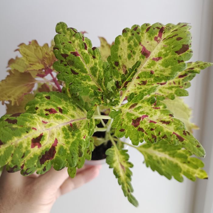 Комнатные растения