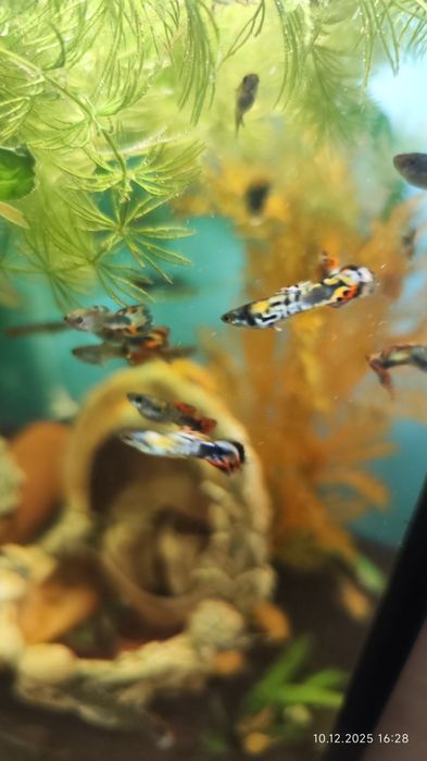 Гуппи живородящие аквариумные рыбки