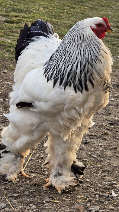 Vând oua incubat brahma herminat deschis