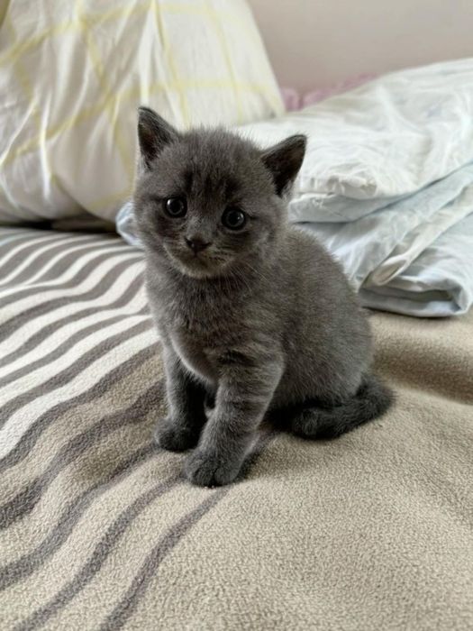 Продам котят Шотландские