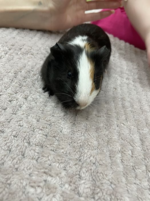 Продам 2 морские свинки(мальчики)