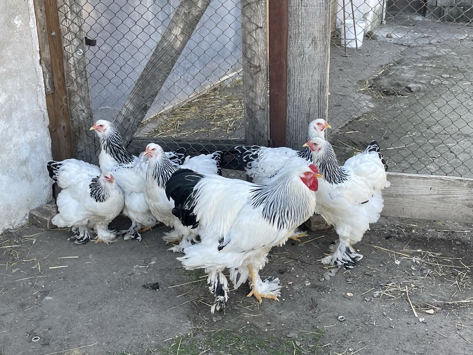 Familie de găini Brahma Herminat Deschis