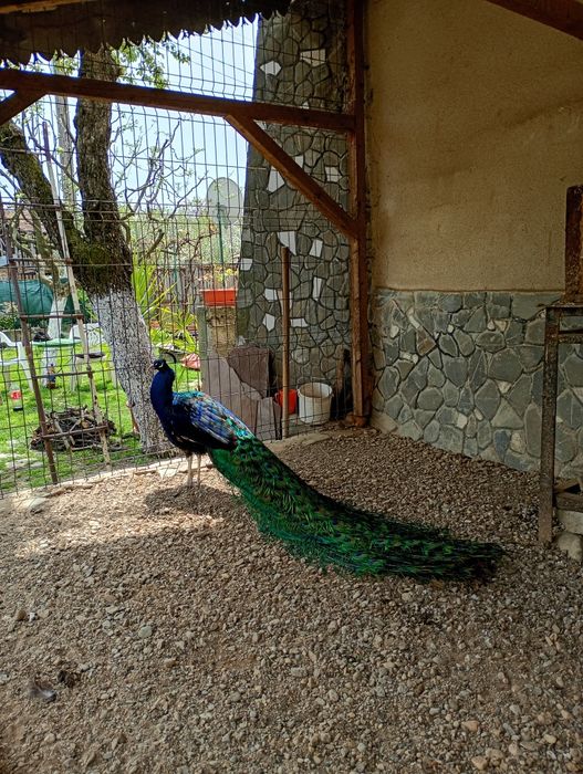 Păuni maturi Umeri negri