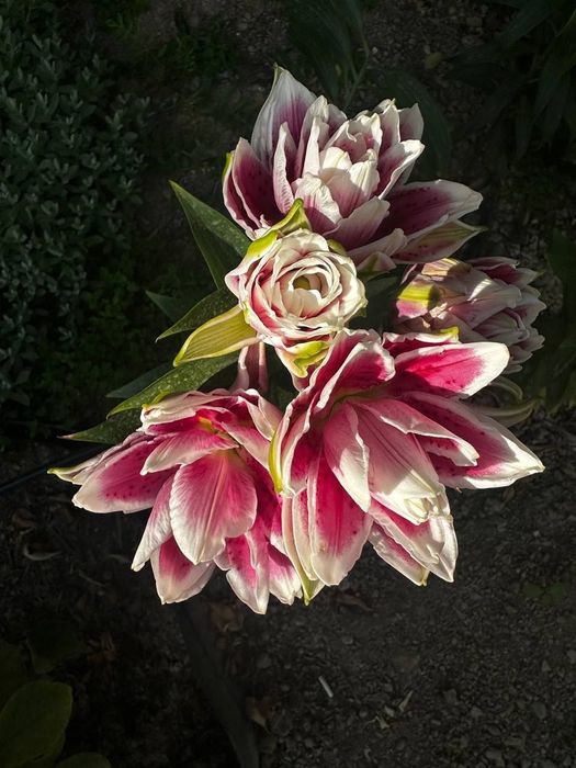 Махровые лилии Roselily