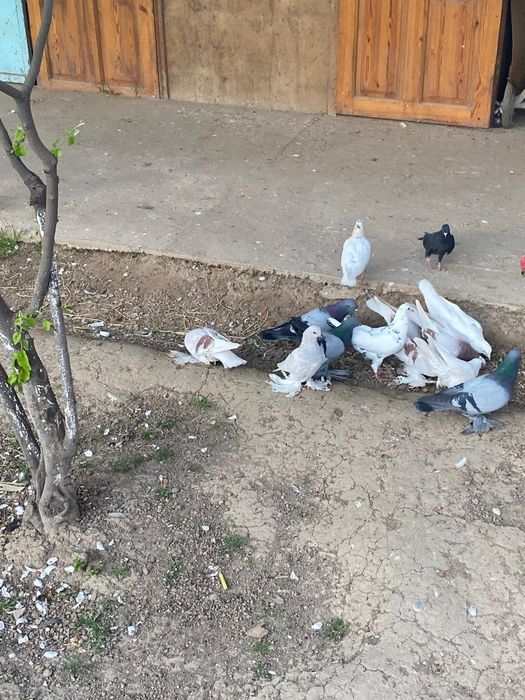 Голуби   есть разные