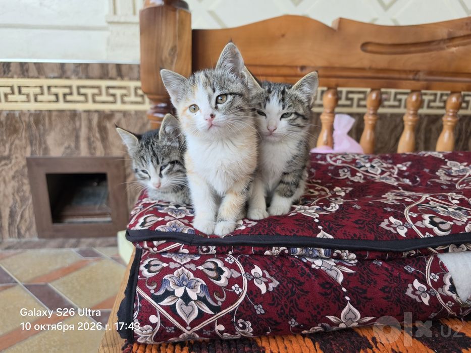 КОТЯТА в добрые руки!
