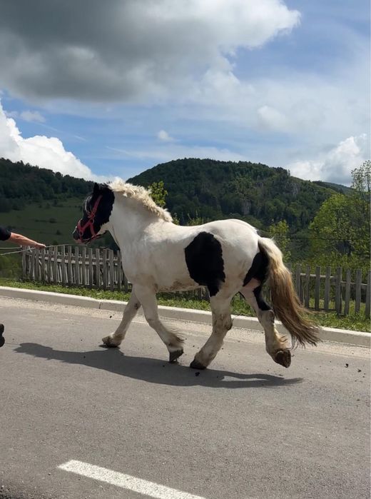 Vand armasar semigreu/ schimb cu auto/ montă