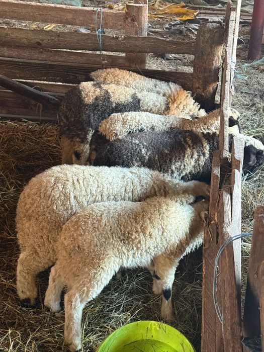 Miei de vânzare - bio