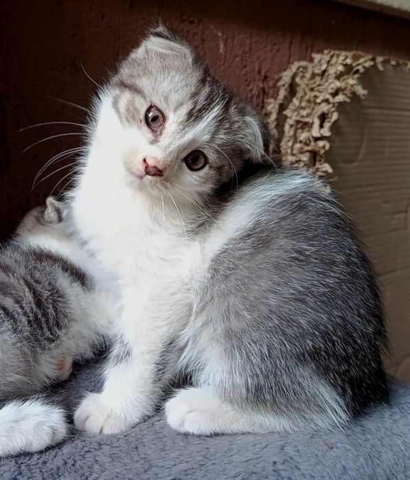 Котята вислоушки