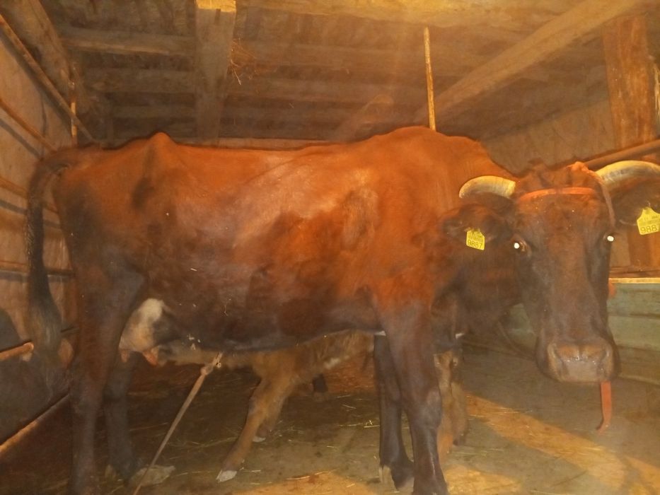 Ona bola sigir sotiladi.