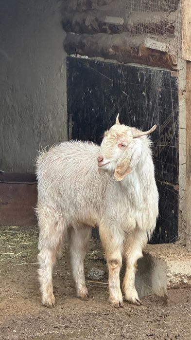 Теке таза пародалы