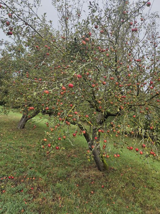 Mere ecologice pentru suc și țuică