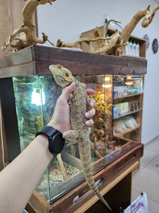 Бородатая агама,  самец 1.5 года