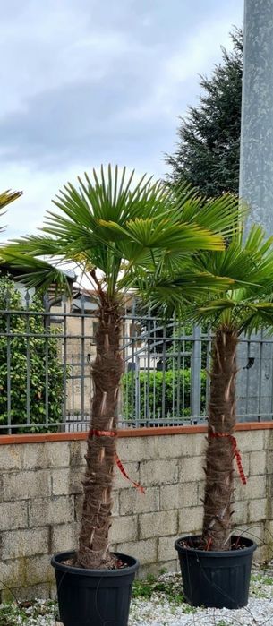 Palmieri rezistenti la frig pretul este in functie de inaltime