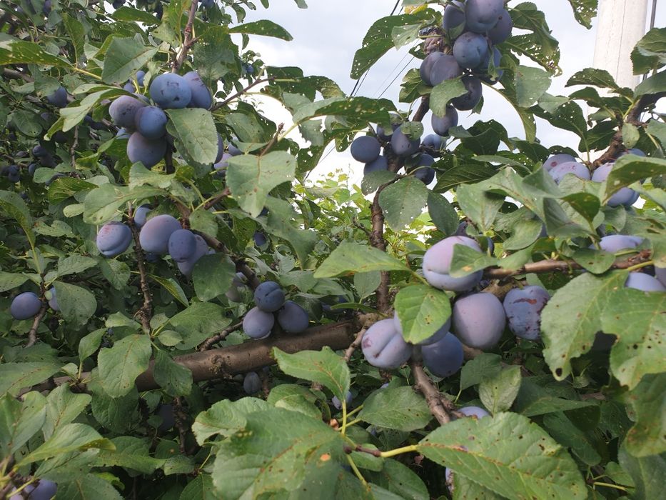 Silvoita ( magiun de prune )