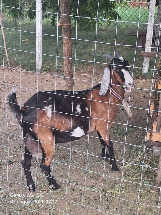 2 capre,un țap de 6 luni si o ieduta de 5 luni