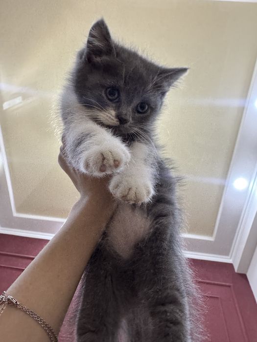 Скотш страйт сотилади 2ойлик киз бола