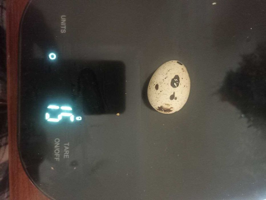 Перепела , инкуб.яйца