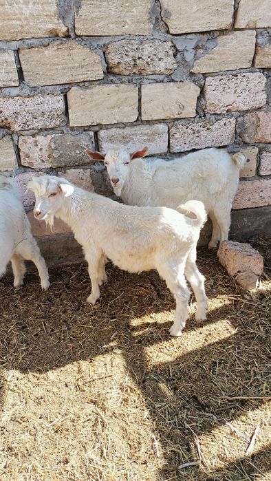 Еркек лақтар сатылады