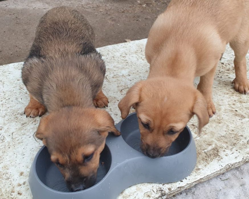 Căutăm stăpâni iubitori pt 2 cățeluși