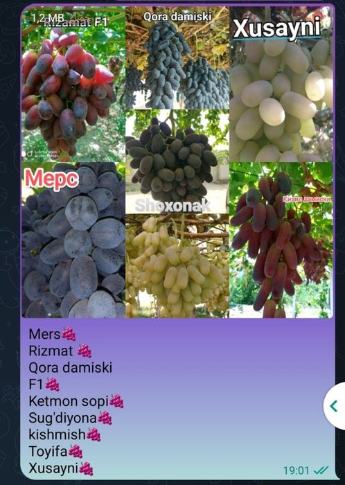 9 xildagi uzum kochatlari bor