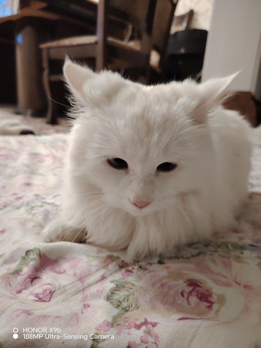 Турецкий ангора 400$