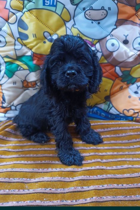 Щенок американского кокер спаниеля