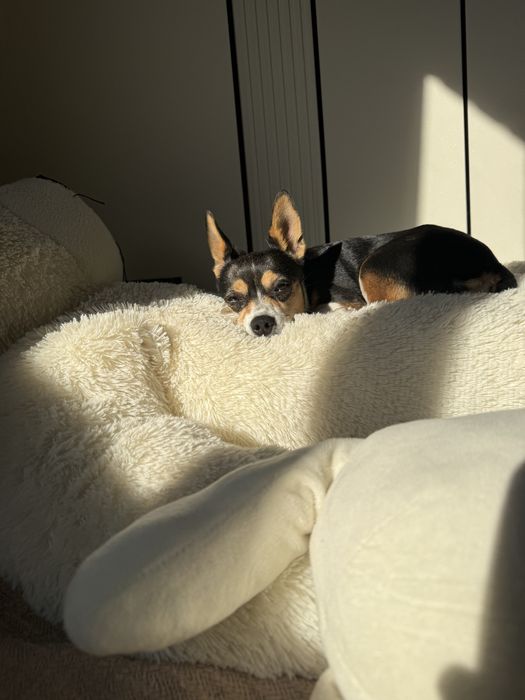 Пропала собачка!!! За вознаграждения