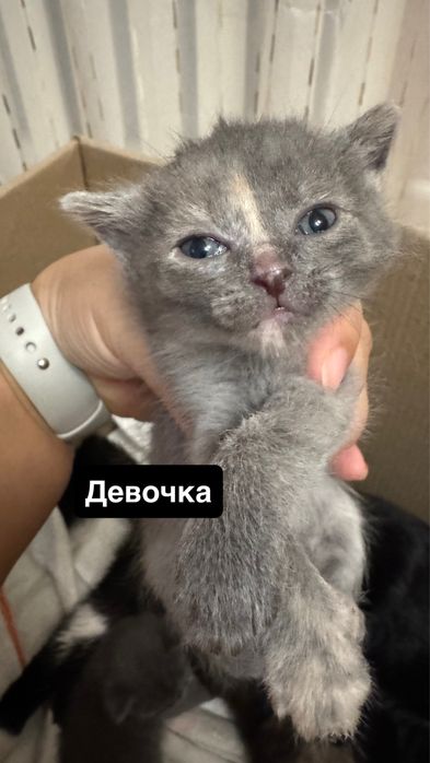 Маленькие котята