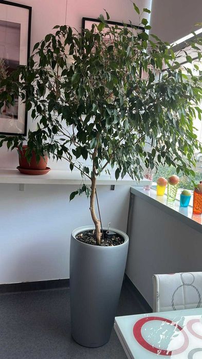Vand urgent planta naturala de interior Ficus benjamina