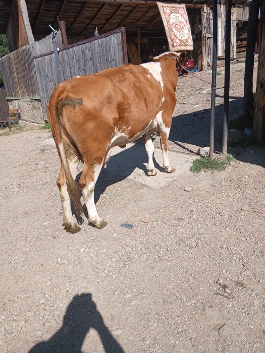 De vânzare vaca cu lapte