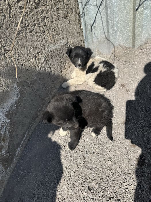 Щенки ласковые, младше месяца