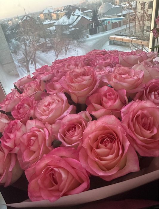 51 роза розового цвета