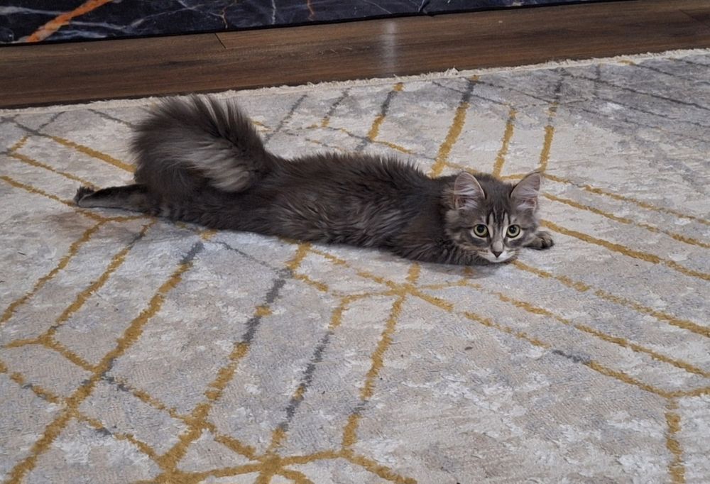 Отдам кошку в хорошие руки