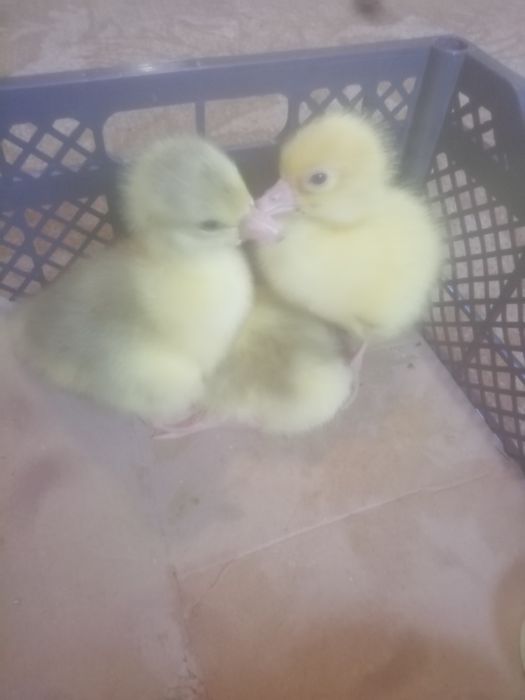 Продам гусят 3 - х дневные