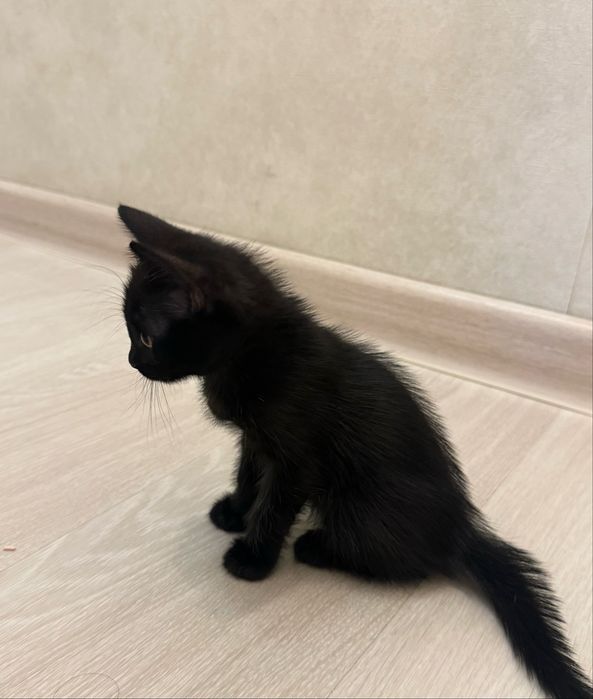 Отдам милых котят