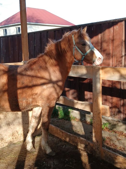 Продам коня 2,5 года