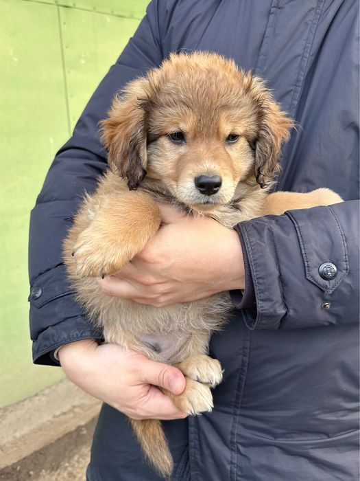 Ухоженные щенки ищут дом