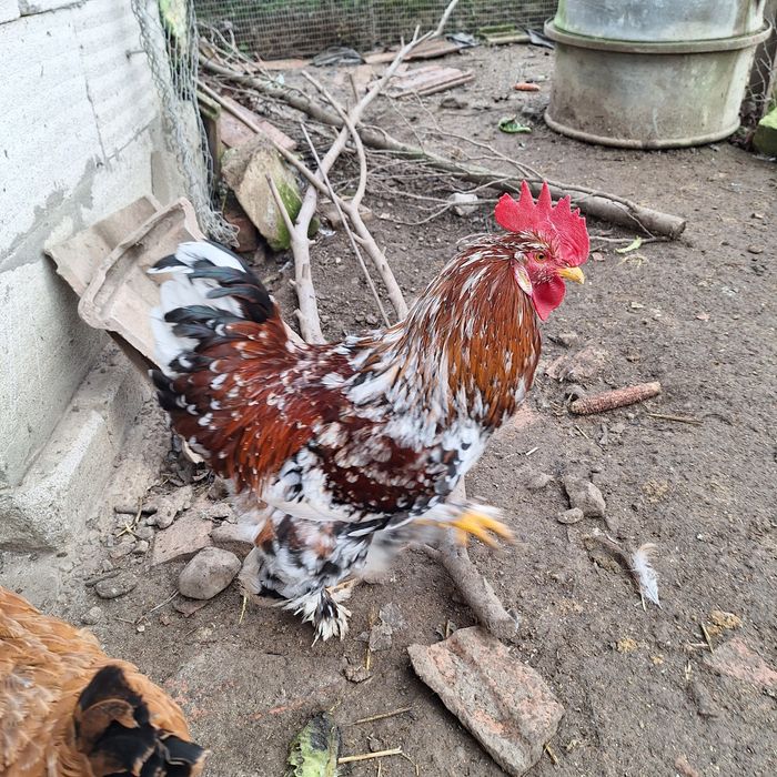 Vând cocos are 8 lluni