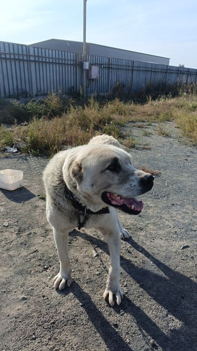 Отдам собаку в добрые руки