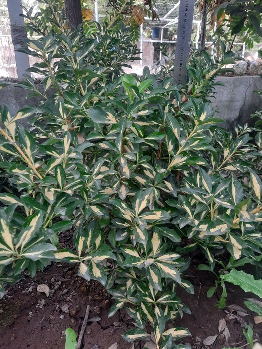 Бердске японский,Euonymus japonicus,Aucuba japonica,Gold Dust Plant op