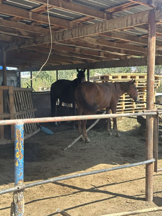 Продам 2 кобылы и жеребца