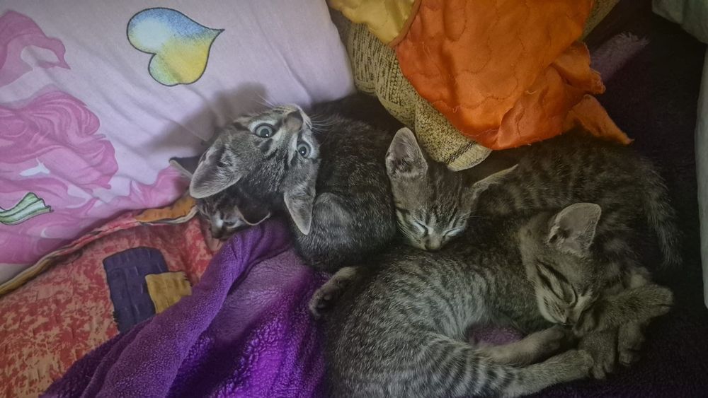 Adopție pui de pisică