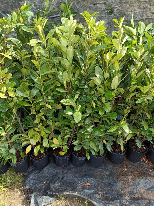 Leylandii Pro Gardena, Gard viu și Chiparos Leylandii