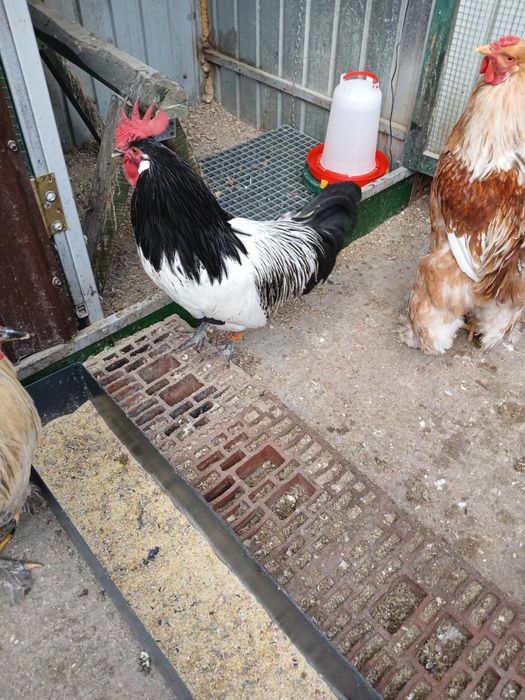 De vînzare cocoș rasa Lakenfelder