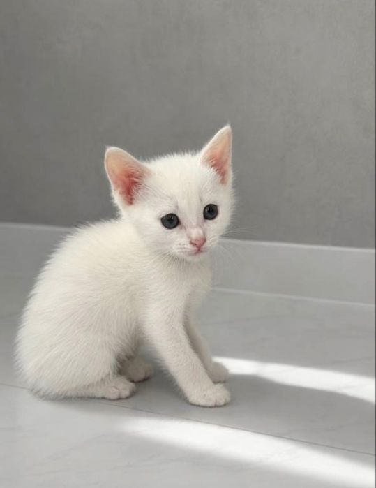 Белый котенок в добрый руки