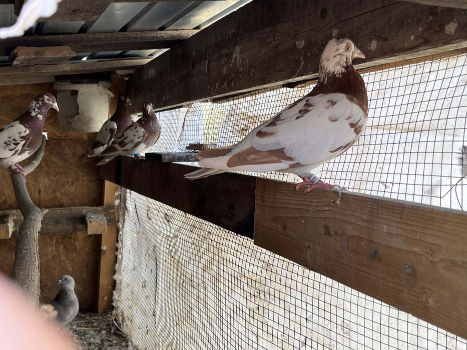 Vand porumbei meulemans ,o pereche