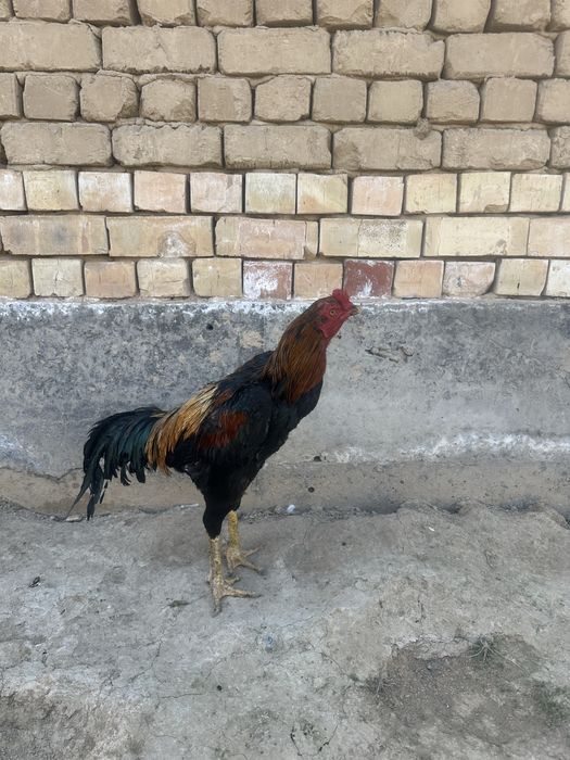 Horoz sotiladi narhini kelishamiz