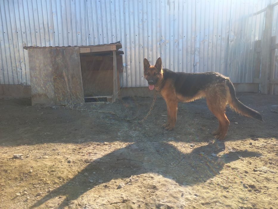 Таза неміс овчаркасы сатылады